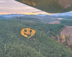 Найбільш усміхнений ліс на планеті: хто розмістив на верхівці 90-метровий смайл (відео)