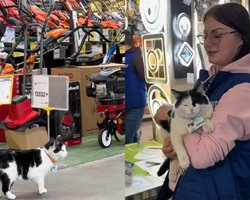 У Кривому Розі кішка працює в місцевому супермаркеті: має незвичне повне ім'я та посаду (відео)