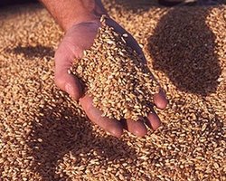 Присяжнюк: Квоты на экспорт зерновых продлеваться не будут