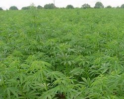 В Мексике обнаружили самую крупную в истории плантацию марихуаны