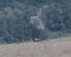 "Добыча львов": тероборона уничтожила танк РФ, который пытались спрятать в лесу (видео)