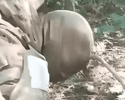 "Мерзкие поступки": в ЕС отреагировали на казнь бойца ВСУ российскими оккупантами