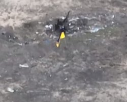 "Милує око": морпіхи встановили український прапор у Кринках (відео)