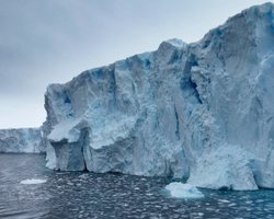 В Антарктиде способно выжить лишь одно насекомое: его застукали за поеданием пластика (фото)