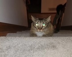 Утримують сонце: чому насправді очі котів так моторошно світяться у темряві