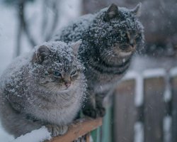 В Україну знову йдуть холоди: де вдарять морози до -20