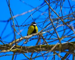 "Всі ознаки весни вже є": Діденко розповіла, чи чекати українцям тепла найближчими днями (мапа)