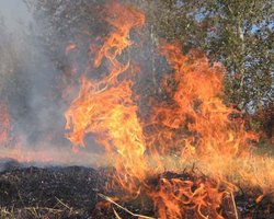 В Луганске горели более 20 га лесопосадки 