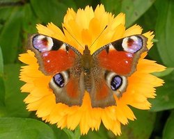 В зоопарке впервые проводят День бабочки