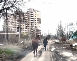 Вели под взрывами: в Авдеевке "Белые ангелы" спасли двух породистых лошадей, — МВД (видео)