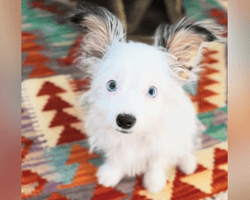 Женщина приютила милого щенка, но не была готова к тому, что вырастет (фото)