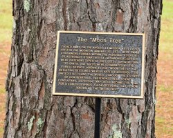 Где растут деревья из космоса: почему ничего не известно об эксперименте NASA