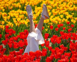 Жизнь в цвету. Цветочные поля, где можно сделать идеальное селфи для Instagram — в Украине