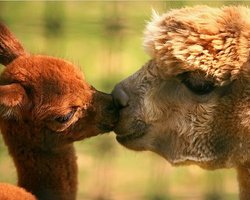 В Киевском зоопарке родился детеныш ламы