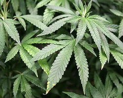 Возбуждено 21 дело о сбыте наркотиков через Интернет