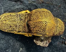 Знахідка змусила розплакатися: чоловік знайшов дорогоцінний артефакт VI століття (фото)