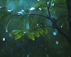 Дождливая погода затянется на первую неделю июля 