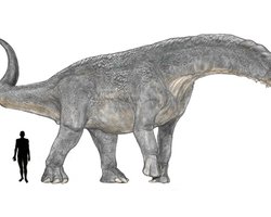 Ученые обнаружили полный эмбрион зауропода