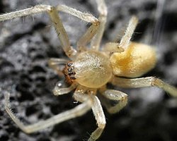 Мазда отзывает 35 тысяч автомобилей из-за пауков