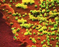 Голландский ученый создал смертоносный штамм птичьего гриппа