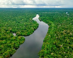 В Амазонії знайдено 350 км стародавніх доріг: 2700 років тому їх побудували кваліфіковані інженери