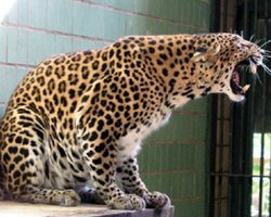 Животных из Киевского зоопарка предлагают передать в Берлин