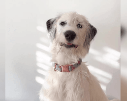 Жінка не могла розгадати породу свого собаки, а потім зробила ДНК-тест (фото)