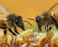 Як бджоли допоможуть українцям під час війни: новий винахід вчених