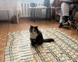 "Не забирайте последнее у животного": фото кошки на долларах, изъятых у хозяйки, рассмешило сеть
