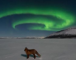 На унікальних фотографіях зображена лисиця на тлі легендарних фінських "лисячих вогнів" (фото)