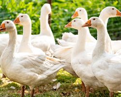 Сміливий охоронець із крилами: гусак не пустив кур'єра на ферму (відео)