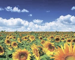 Полевой звонок