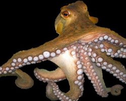 Немецкие болельщики хотят крови осьминога-предсказателя