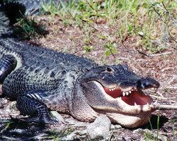 Специалисты выясняют причины смерти крокодила в Киевском зоопарке