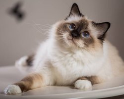 Словно одержимые: почему кошки и собаки трясут головой с невероятной скоростью