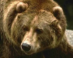 Киевский зоопарк хочет поменять медведей на других животных