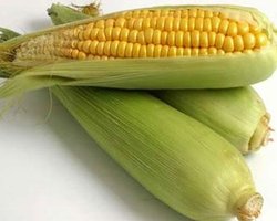 В Украине отменены квоты на экспорт кукурузы