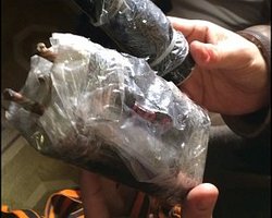 В Мариинском парке у титушек отобрали петарды с гвоздями