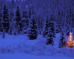 Елки под Киевом охраняют 50 милицейских патрулей