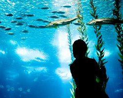 Киев объявил конкурс на строительство океанариума