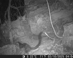 Их не видели 80 лет: в австралийском заповеднике запечатлели редкую дикую кошку (фото)