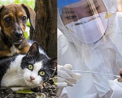 Домашних животных в Корее начали тестировать на COVID-19 и отправлять на "самоизоляцию"