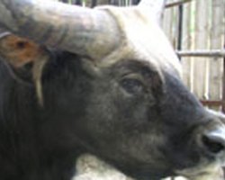 Очередная смерть в Киевском зоопарке: не стало самки гаяла 