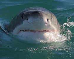Біжать, підібгавши хвости: названо хижака, який лякає великих білих акул, і це зовсім не косатка (відео)