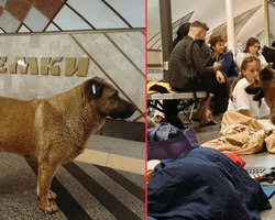 Українці виборюють право для собаки Міші ходити в укриття: у метрополітені відреагували (фото)