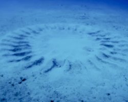 Тайна подводных "кругов на полях" в Японии разгадана: их создали настоящие романтики (видео)