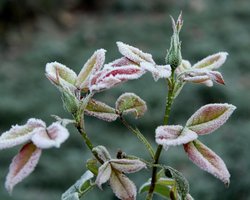 Нічні заморозки і ІІ рівень небезпечності: прогноз погоди в Україні на 14 квітня