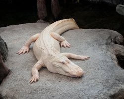 Король Сан-Франциско пал: знаменитый аллигатор-альбинос умер в возрасте 30 лет