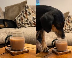 Дівчина встановила камеру і застала свою собаку за несподіваним заняттям (відео)