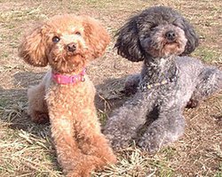 В японской полиции впервые будут служить пудели